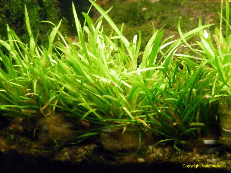 Dwarf Sagittaria